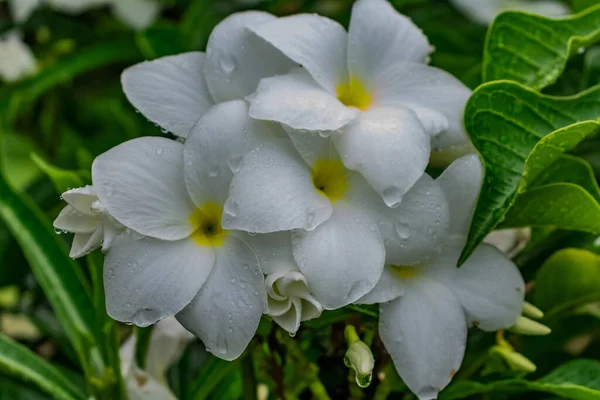 Πράσινο Δέντρο Λευκό Κίτρινο Λουλούδι Plumeria Αναζητούν Φοβερό Φόντο Θαμπάδα — Φωτογραφία Αρχείου