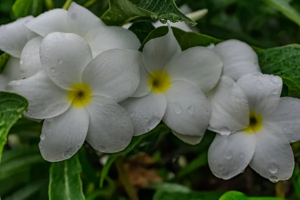 Arbre Verdure Avec Plumeria Jaune Blanc Fleur Recherche Génial Avec — Photo