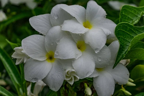 Πράσινο Δέντρο Λευκό Κίτρινο Λουλούδι Plumeria Αναζητούν Φοβερό Φόντο Θαμπάδα — Φωτογραφία Αρχείου