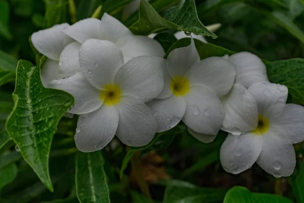 Πράσινο Δέντρο Λευκό Κίτρινο Λουλούδι Plumeria Αναζητούν Φοβερό Φόντο Θαμπάδα — Φωτογραφία Αρχείου