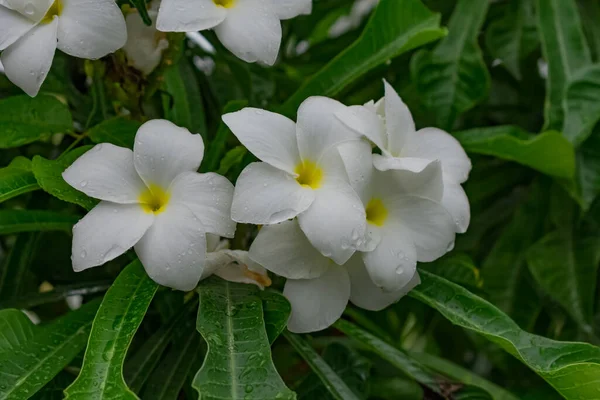 Πράσινο Δέντρο Λευκό Κίτρινο Λουλούδι Plumeria Αναζητούν Φοβερό Φόντο Θαμπάδα — Φωτογραφία Αρχείου