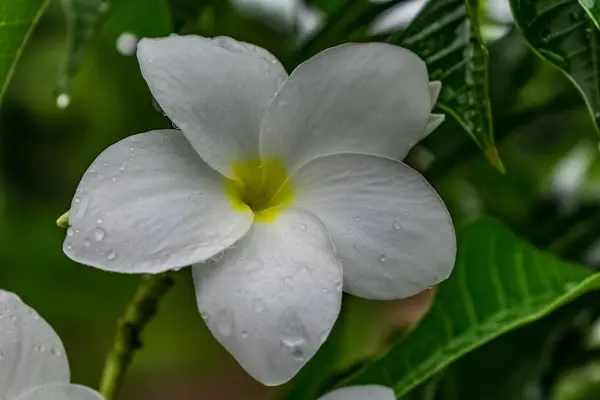 Πράσινο Δέντρο Λευκό Κίτρινο Λουλούδι Plumeria Αναζητούν Φοβερό Φόντο Θαμπάδα — Φωτογραφία Αρχείου