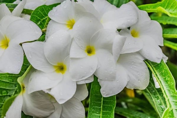 Πράσινο Δέντρο Λευκό Κίτρινο Λουλούδι Plumeria Αναζητούν Φοβερό Φόντο Θαμπάδα — Φωτογραφία Αρχείου