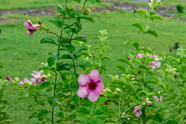 Індійський Сад Наповнений Великою Кількістю Барвистої Квітки Фіолетова Квітка Клоуна — стокове фото