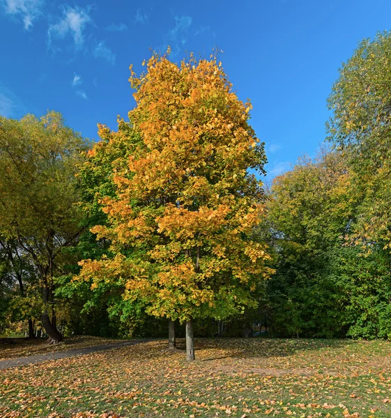 Autumn city Park. — Stock Photo, Image