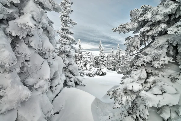 Ski resort sheregesh, kemerovo bölgesi, Rusya Federasyonu.