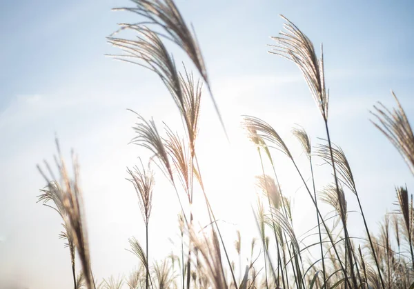 Güzel Gümüş Çimen veya Kore 'de bir Jeju adasının miscanthus sinensis' i..