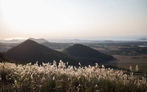 Güzel Gümüş Çimen veya Kore 'de bir Jeju adasının miscanthus sinensis' i..