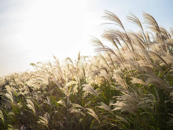 Güzel Gümüş Çimen veya Kore 'de bir Jeju adasının miscanthus sinensis' i..