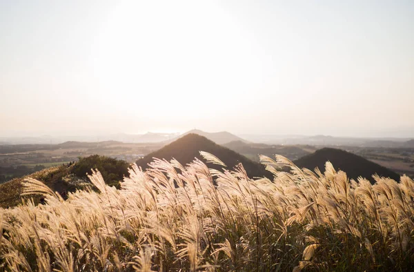 Güzel Gümüş Çimen veya Kore 'de bir Jeju adasının miscanthus sinensis' i..