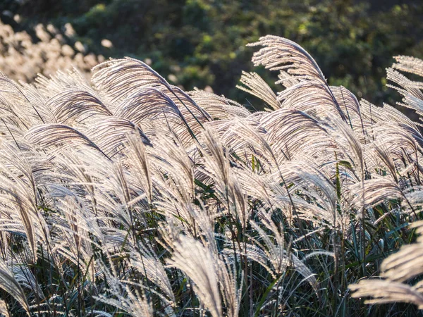 Gräs Äng Med Bakgrund Bergsutsikt — Stockfoto