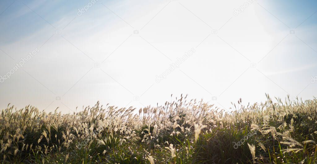 Grass on meadow with background mountain view