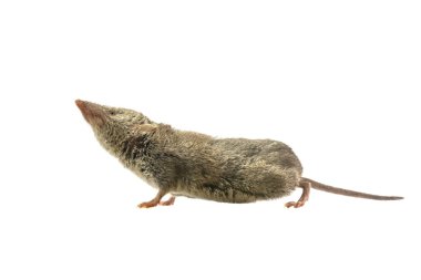 Sivri faresi işaretleme burnu havada