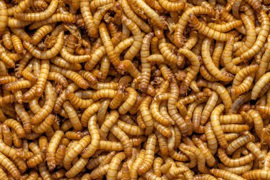 Living Mealworms background clipart