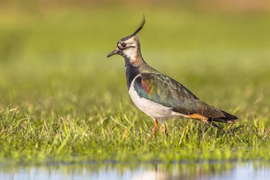 Side view Male Northern lapwing in wetland habitat clipart
