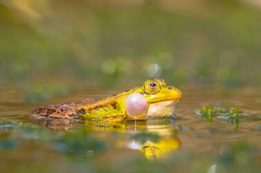 Kurbağa sideview croaking