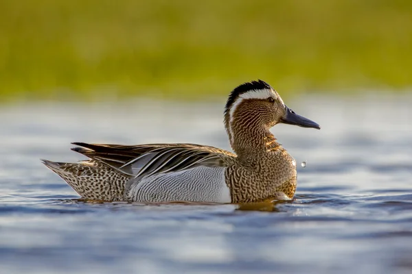 Alert Male garganey duck — Stock Photo, Image