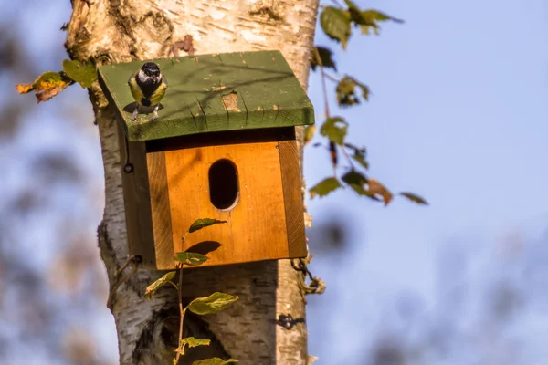 Nistkasten mit Vogel — Stockfoto