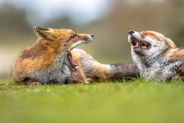 Two Growling European red foxes