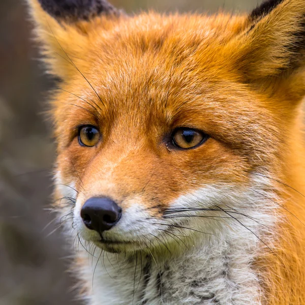 Cabeça de raposa perto — Fotografia de Stock