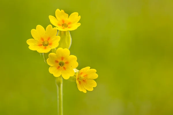 Yellow cowslip flowers — Stock Photo, Image