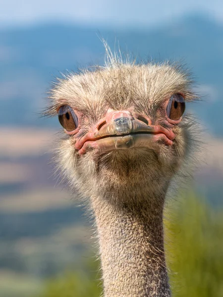 Kop van een struisvogel — Stockfoto