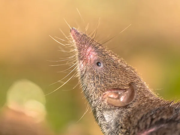 Crocidura Shrew apontando nariz no ar — Fotografia de Stock