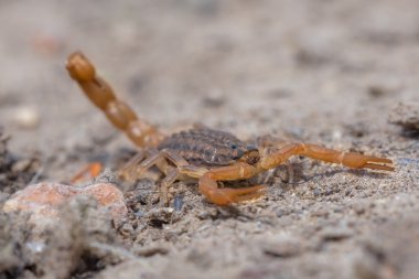 Avrupa ortak sarı Akrep