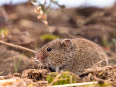 Common Vole (Microtus arvalis) in a Field clipart