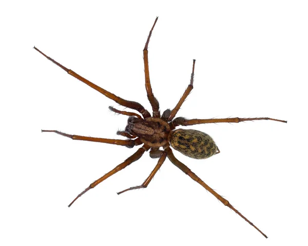 Black hairy House spider isolated on white — Stock Photo, Image