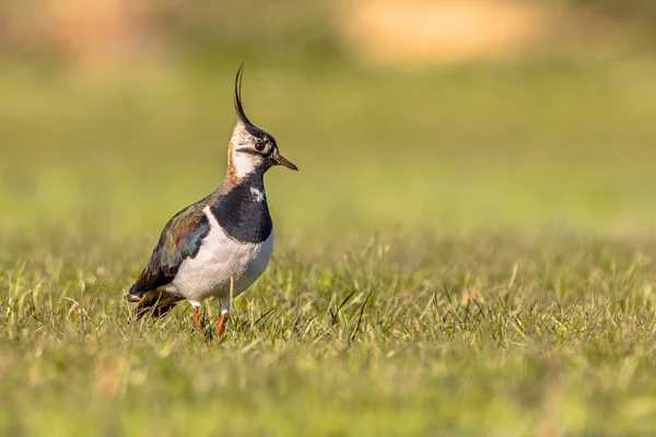 Northern lapwing no olhar para fora — Fotografia de Stock