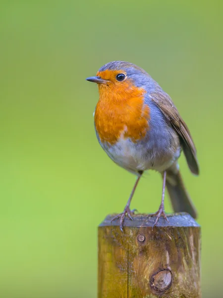 Robin perched on a pole — Stock Photo, Image