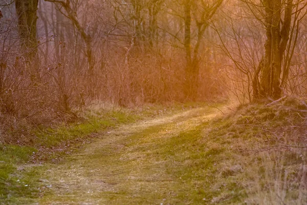 Teplé barevné forest lane — Stock fotografie