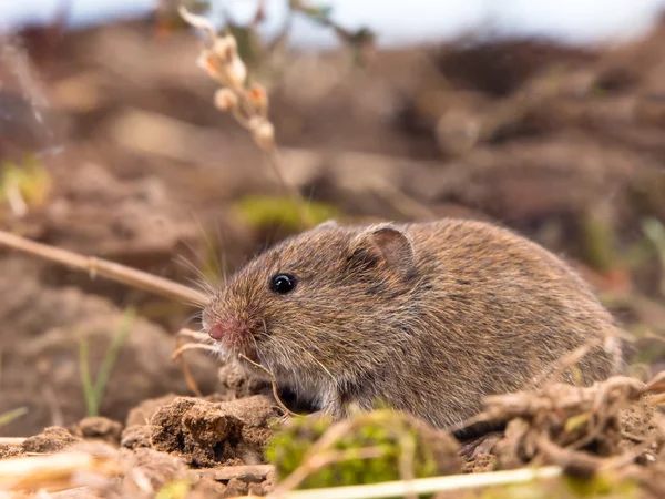 Ruolo comune (Microtus arvalis) in un campo — Foto Stock