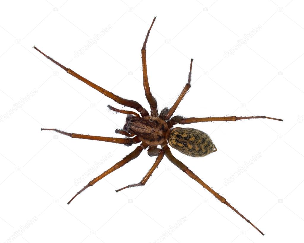 Black hairy House spider isolated on white