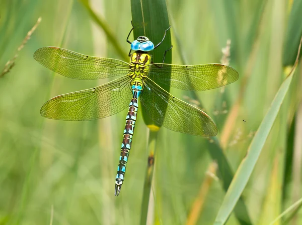 Dragonfly zielony Hawker odpoczynku na liściu — Zdjęcie stockowe