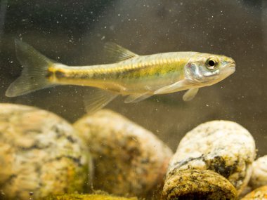 Avrasya Habitat nehirde Yüzme golyan balığı
