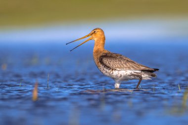 Siyah endişe verici çulluğu bağırarak kuyruklu