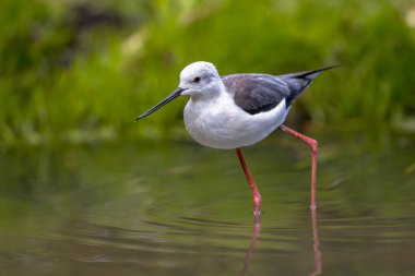 Siyah kanatlı Uzunbacak yiyecek arama