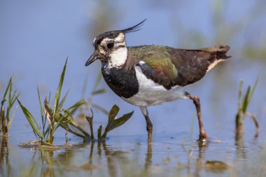 Crested Female Northern lapwing clipart