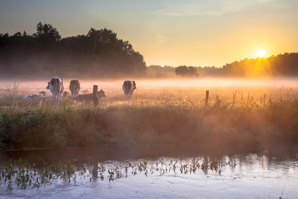 Vaches sur le terrain dans le brouillard tôt le matin — Photo