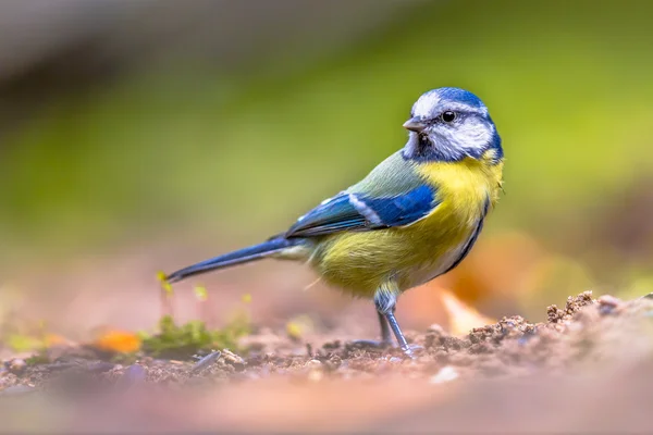 Eurasian blue tit on forest floor — Stock Photo, Image