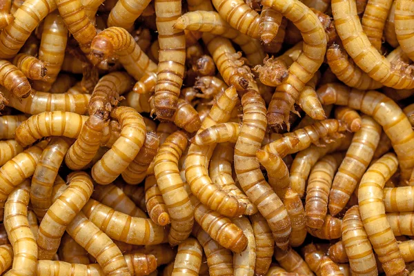 Wiele larwy mącznika tło — Zdjęcie stockowe