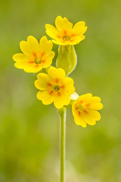 Yellow flowers of cowslip — Stock Photo, Image