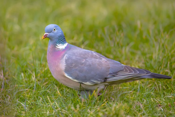 Gemeine Waldtaube — Stockfoto