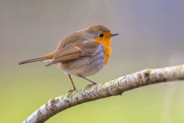 Robin a fióktelep a fehér virágok a — Stock Fotó