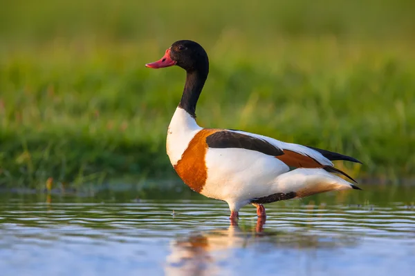 Pato común alarmado —  Fotos de Stock