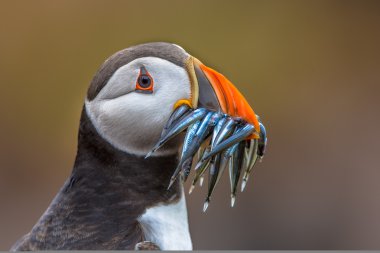 Puffin with beak full of eels clipart