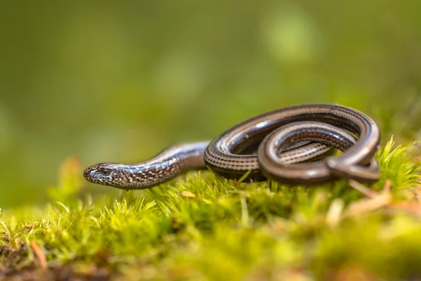 Slow worm on moss — Stock Photo, Image