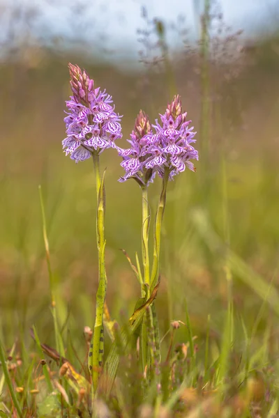 Wilde heide gespot-orchidee — Stockfoto